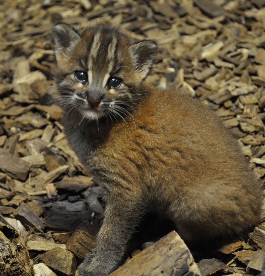 Кошка Темминка (Catopuma temminckii)