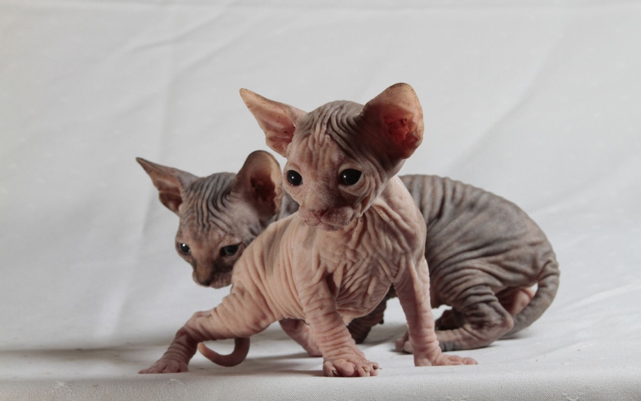 Сфинкс кошка Донской сфинкс