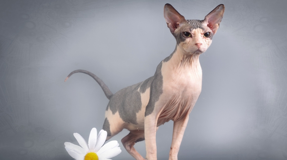 Сфинкс кот