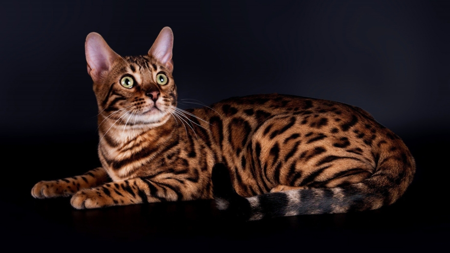 Тор бенгальский кот