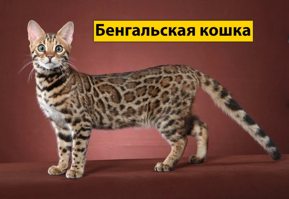 Кот породы бенгал