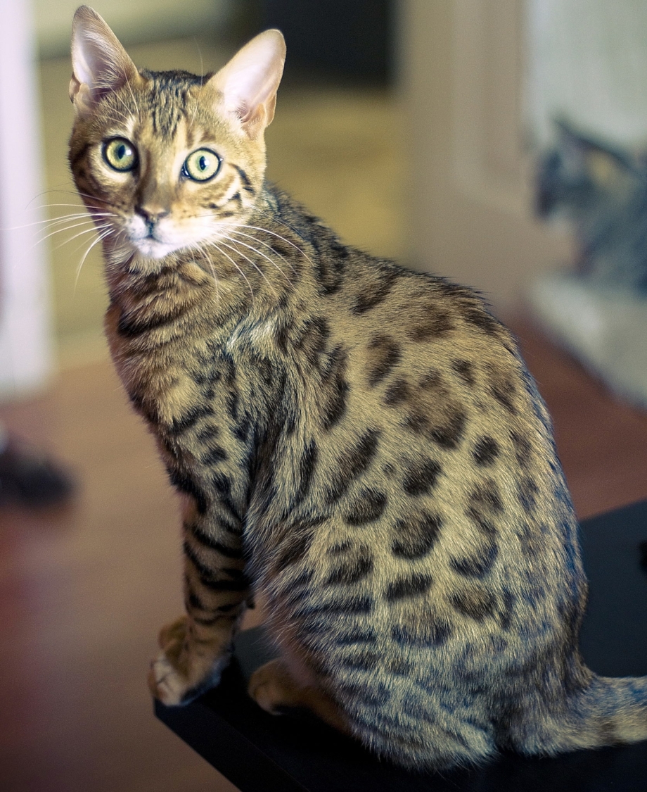 Кошка породы бенгал