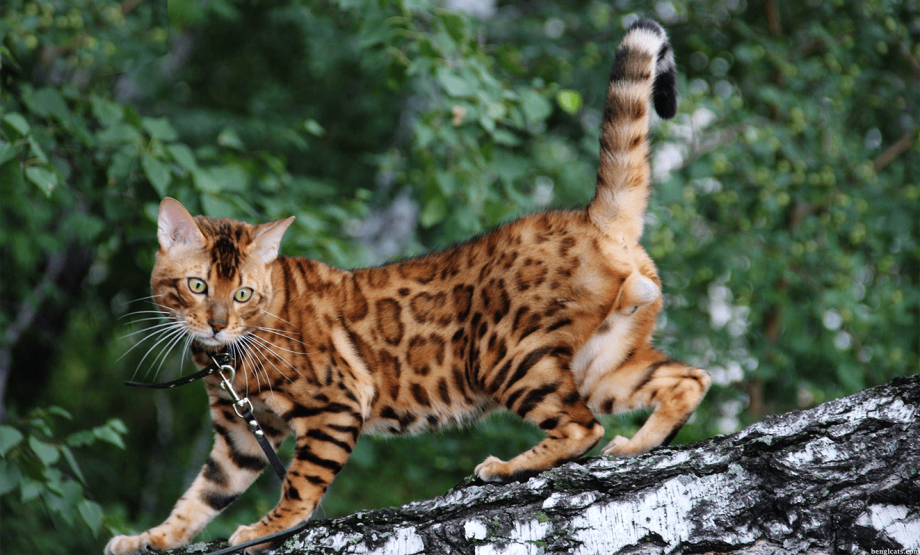 Коты породы бенгал