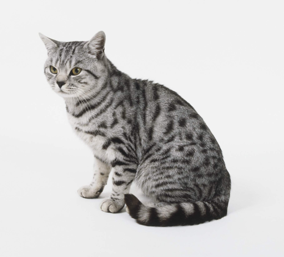 Американская короткошерстная кошка