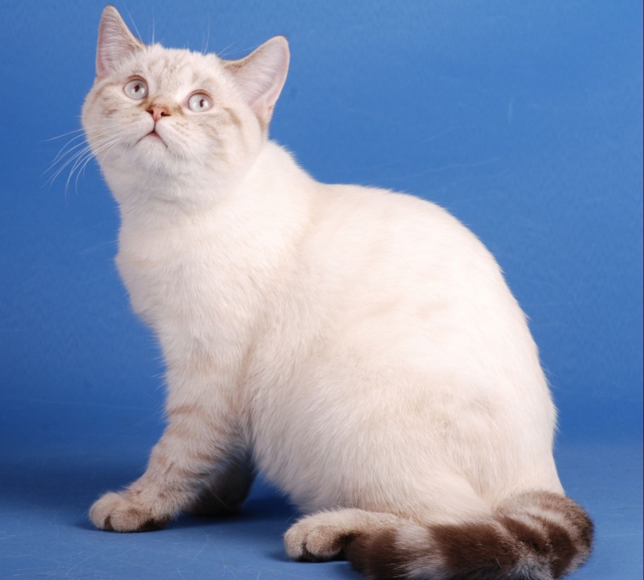 Шотландская скоттиш страйт шиншилла