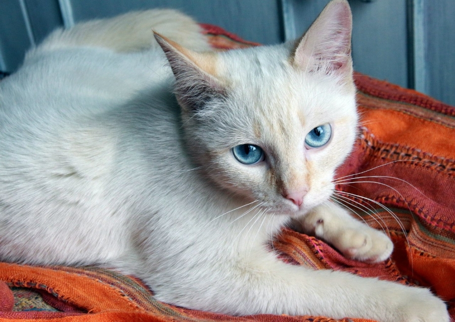 Сиамская Балинезийская кошка