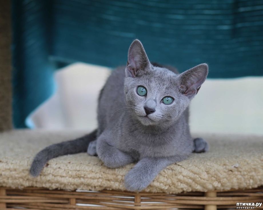 Русская Сибирская голубая кошка