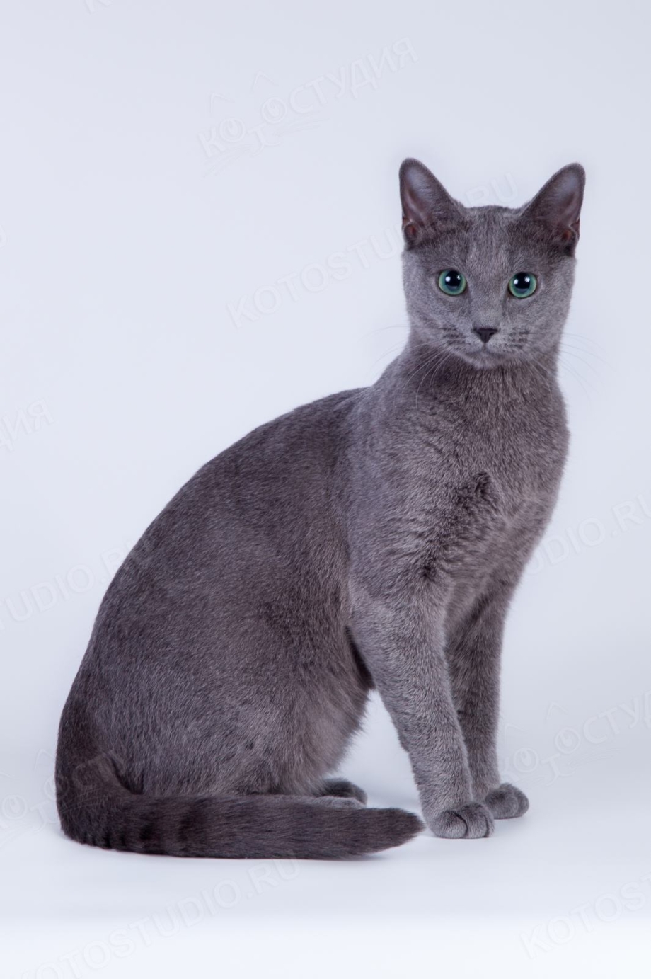 Русская голубая кошка