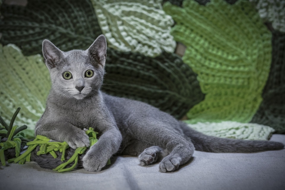 Таиландская кошка Корат