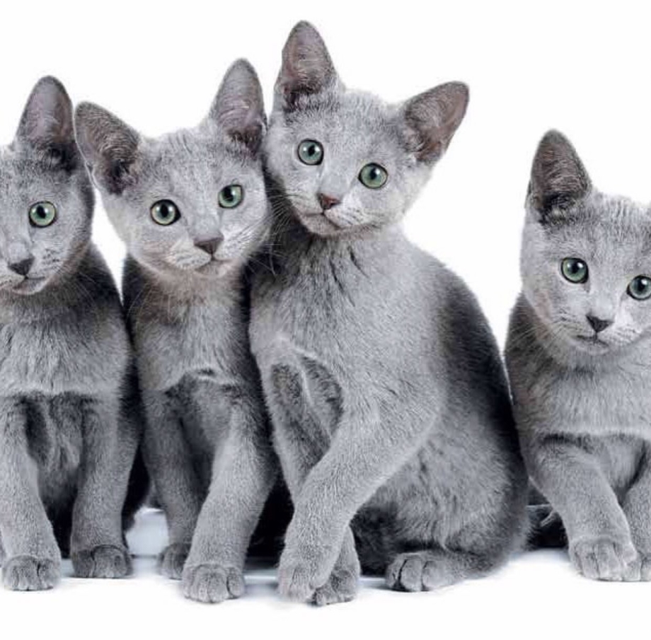 Русская голубая кошка