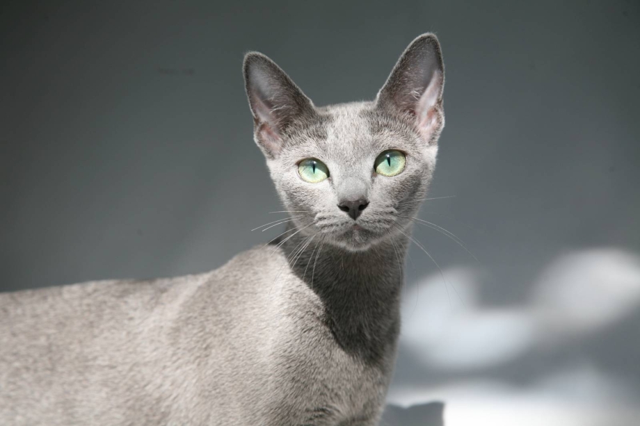 Русская голубая кошка