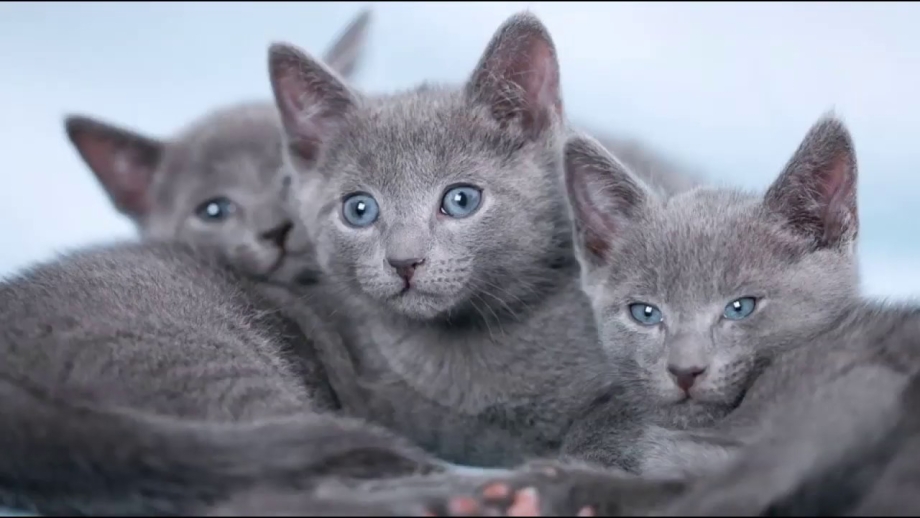 Русская голубая кошка худая