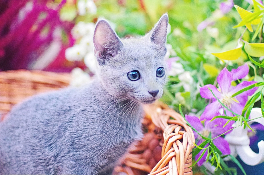 Русская голубая кошка