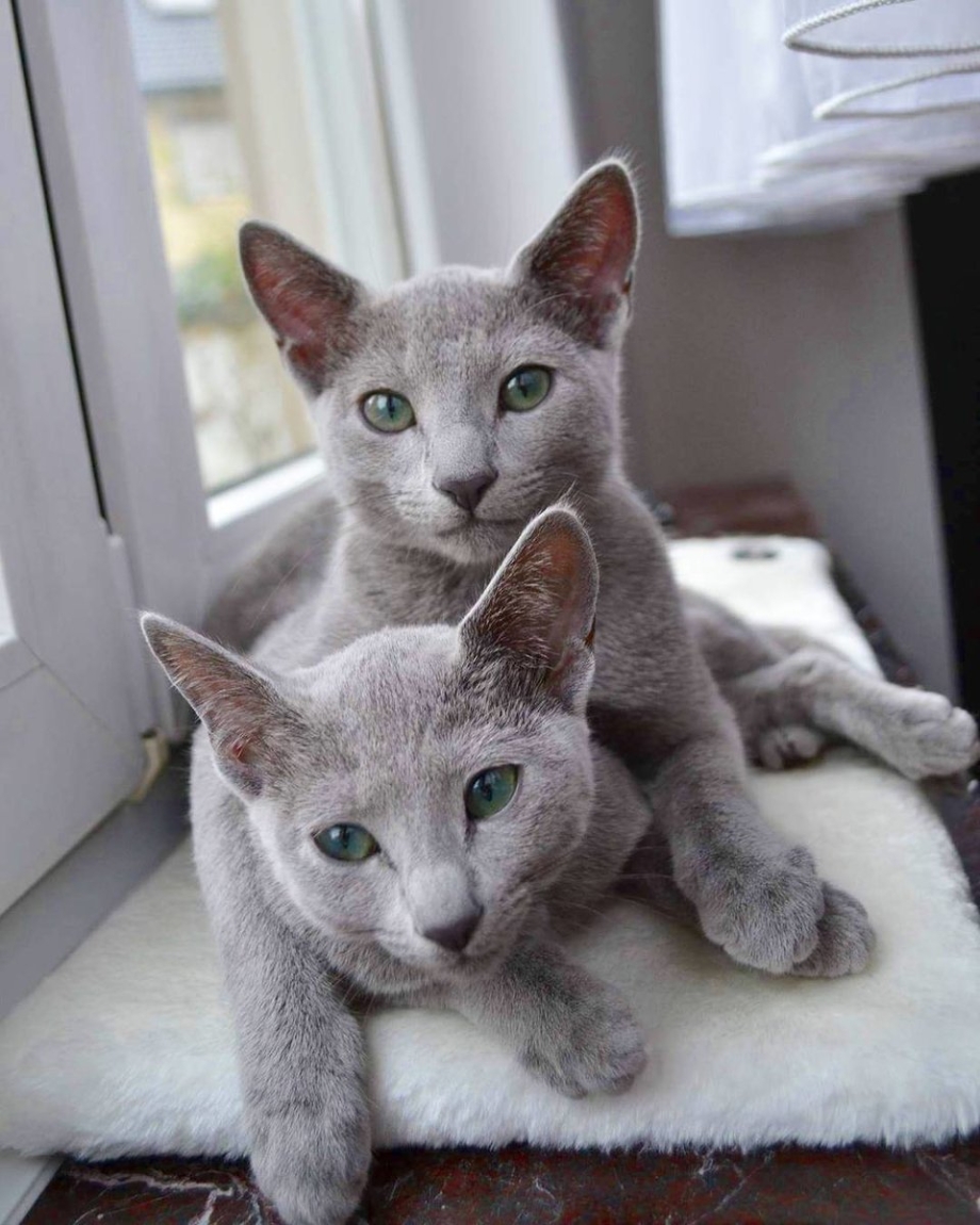 Кот породы русская голубая