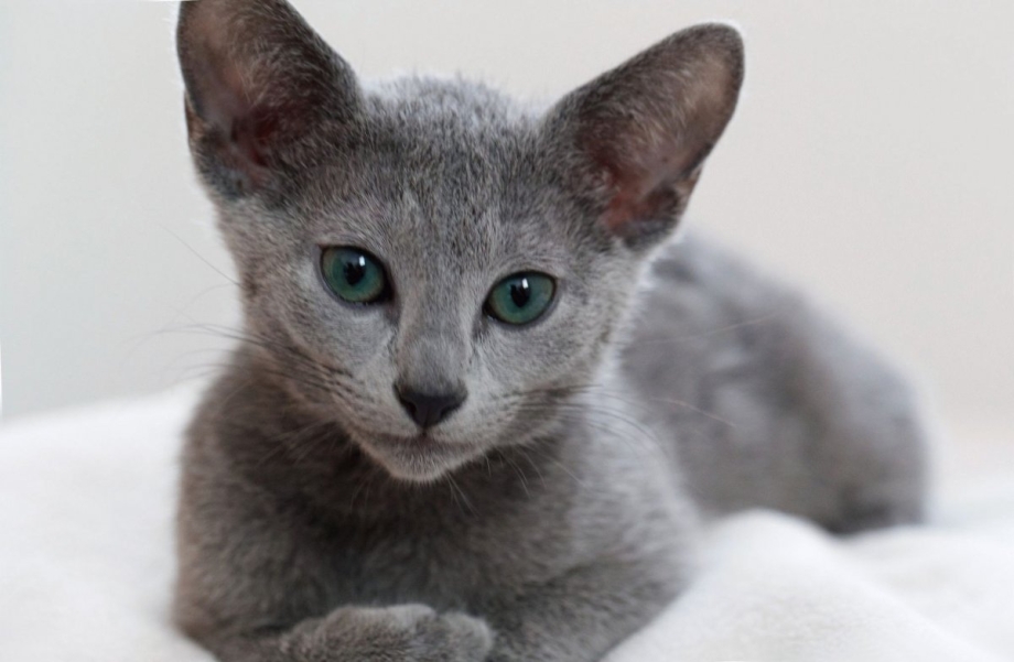 Сибирский голубая кошка короткошерстная