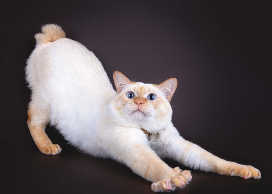 Сиамская кошка ред Пойнт