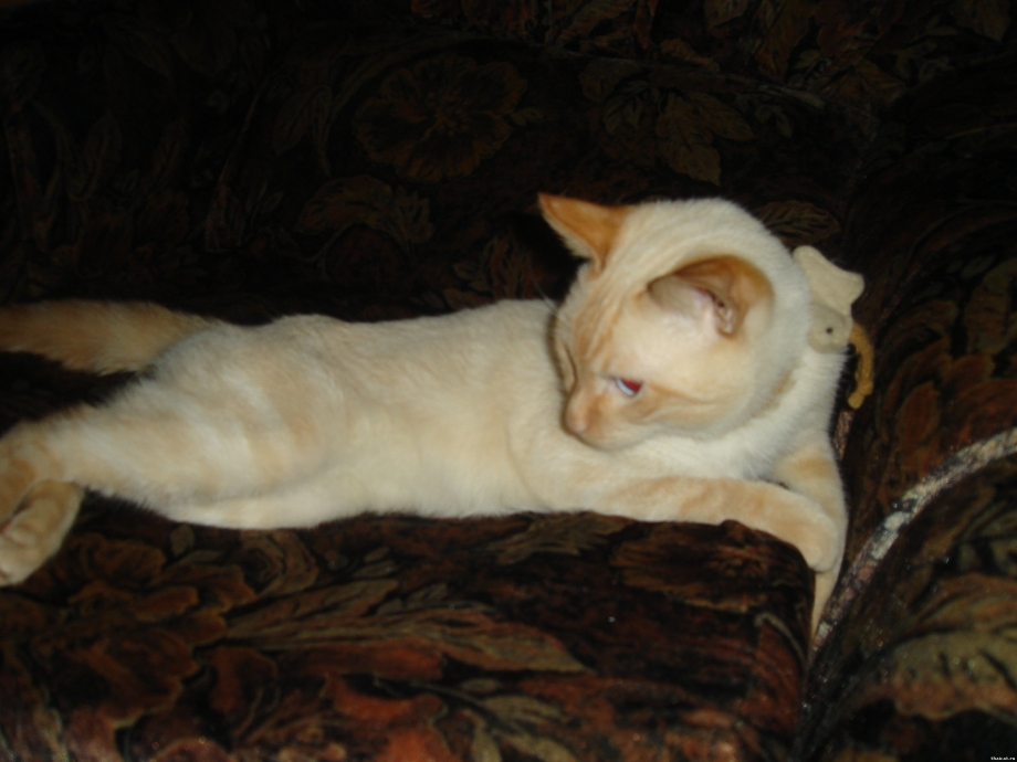 Red point Cat