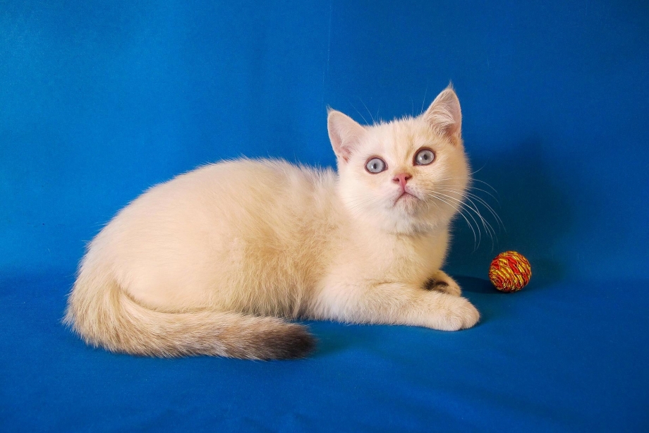 Red point коты