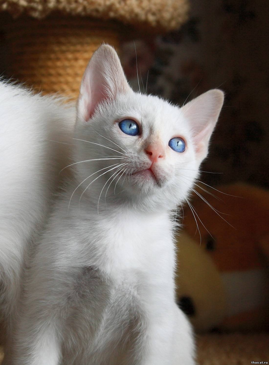 Сиамский кот ред Пойнт