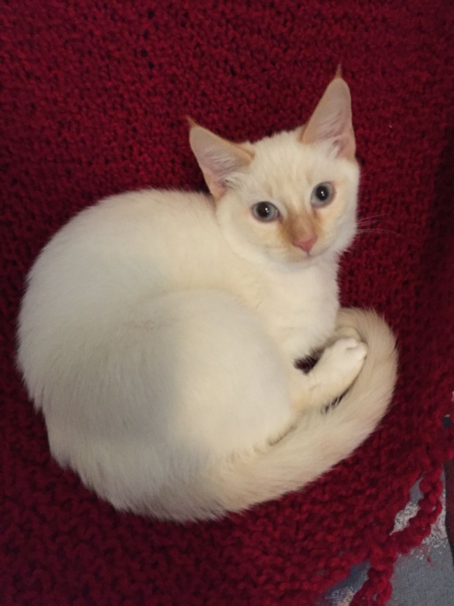 Siamese Red point
