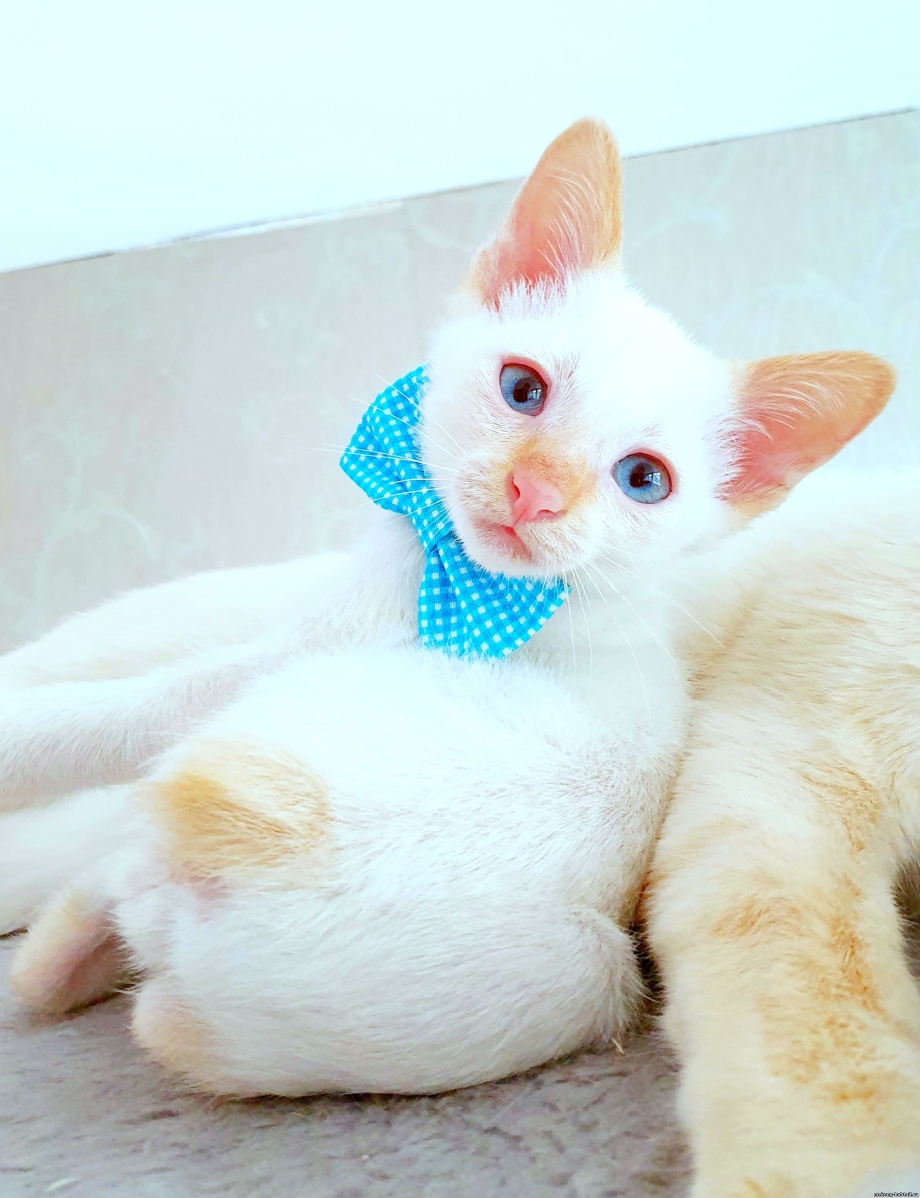 Flame point Siamese