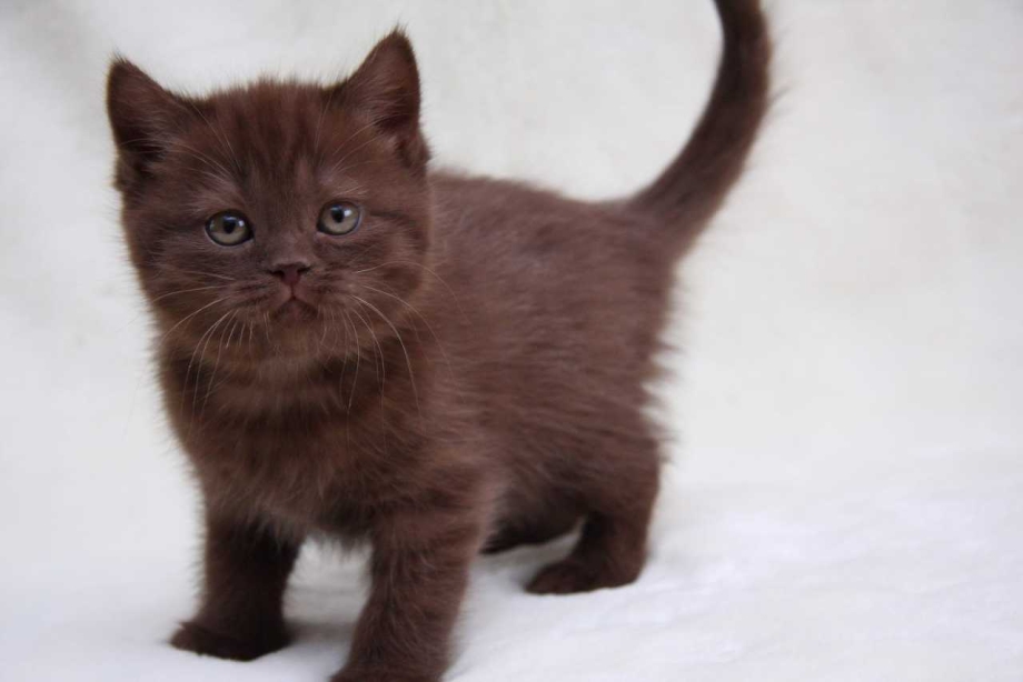 Коричневый британец котенок