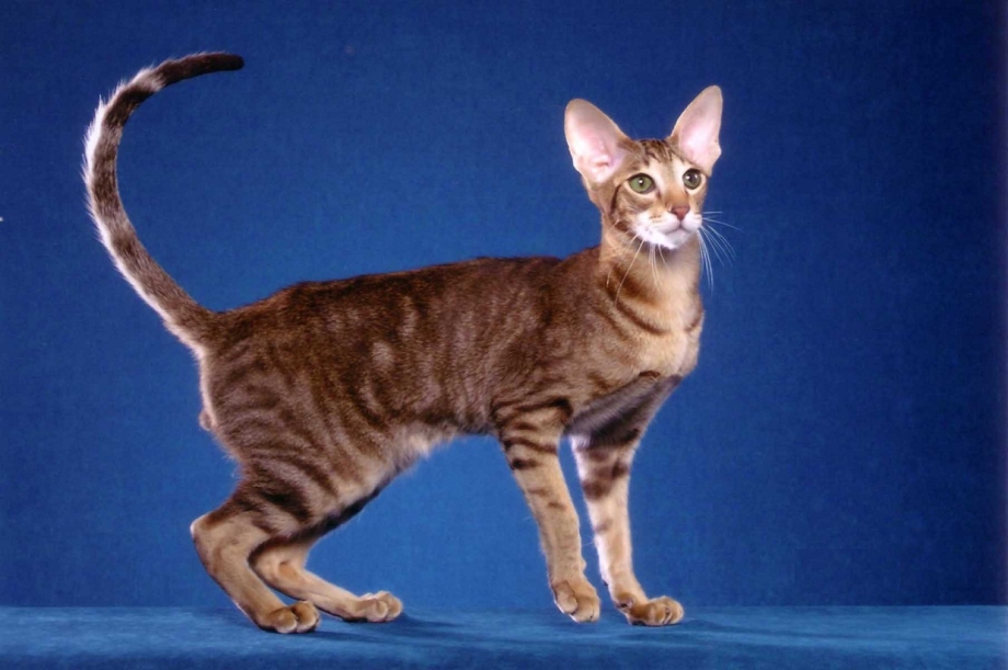 Короткошерстный Ориентал источник: http://Cattish.ru/Breed/ © Cattish.ru