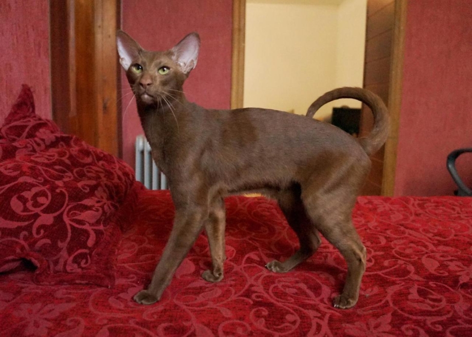 Кот породы Ориентал