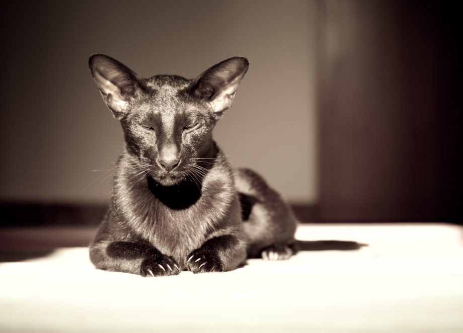 Кот Ориентал
