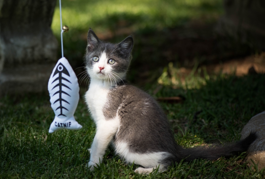 Кошка играется
