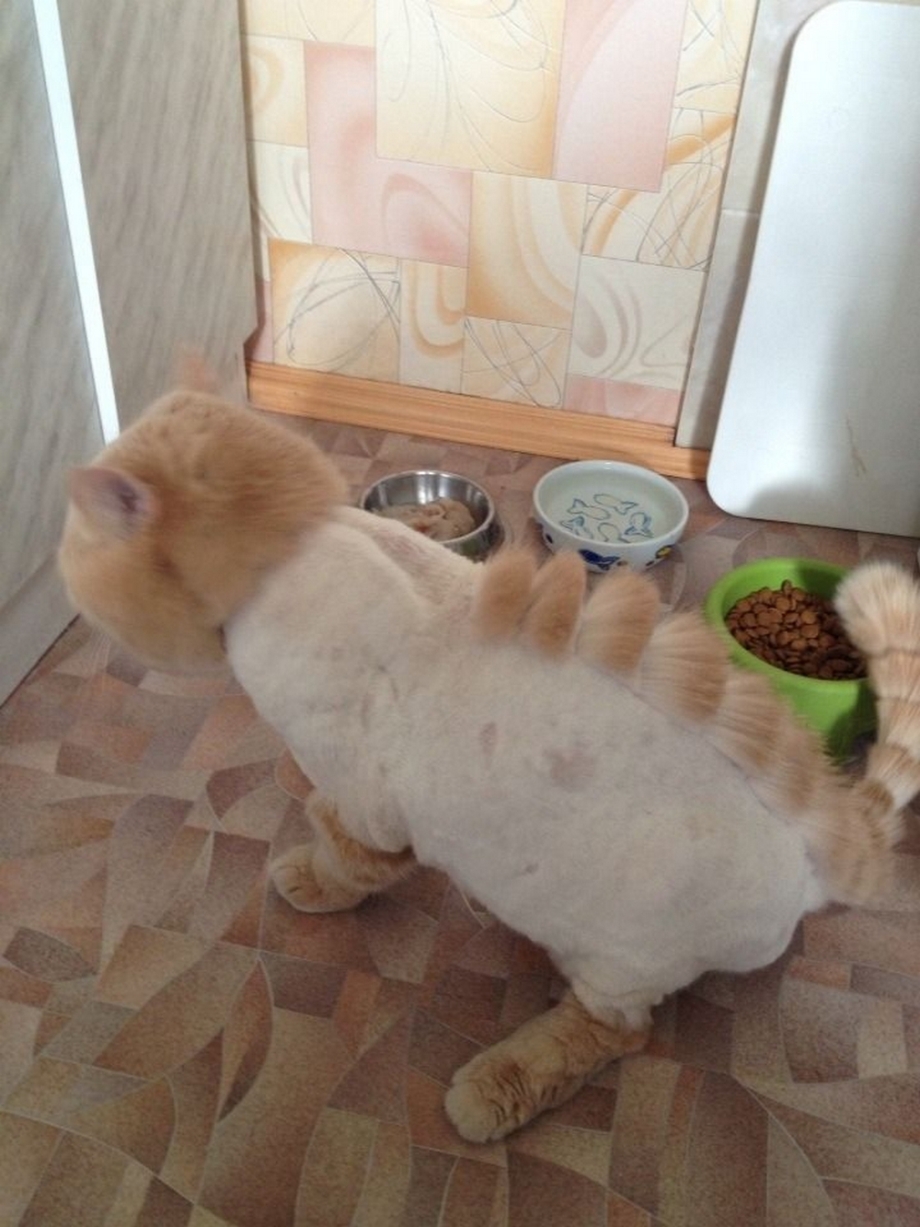 Креативная стрижка кота