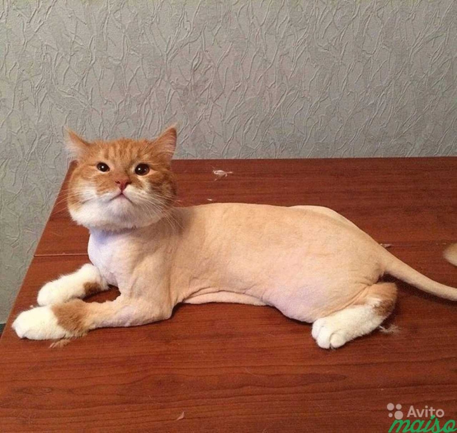 Стриженный рыжий кот