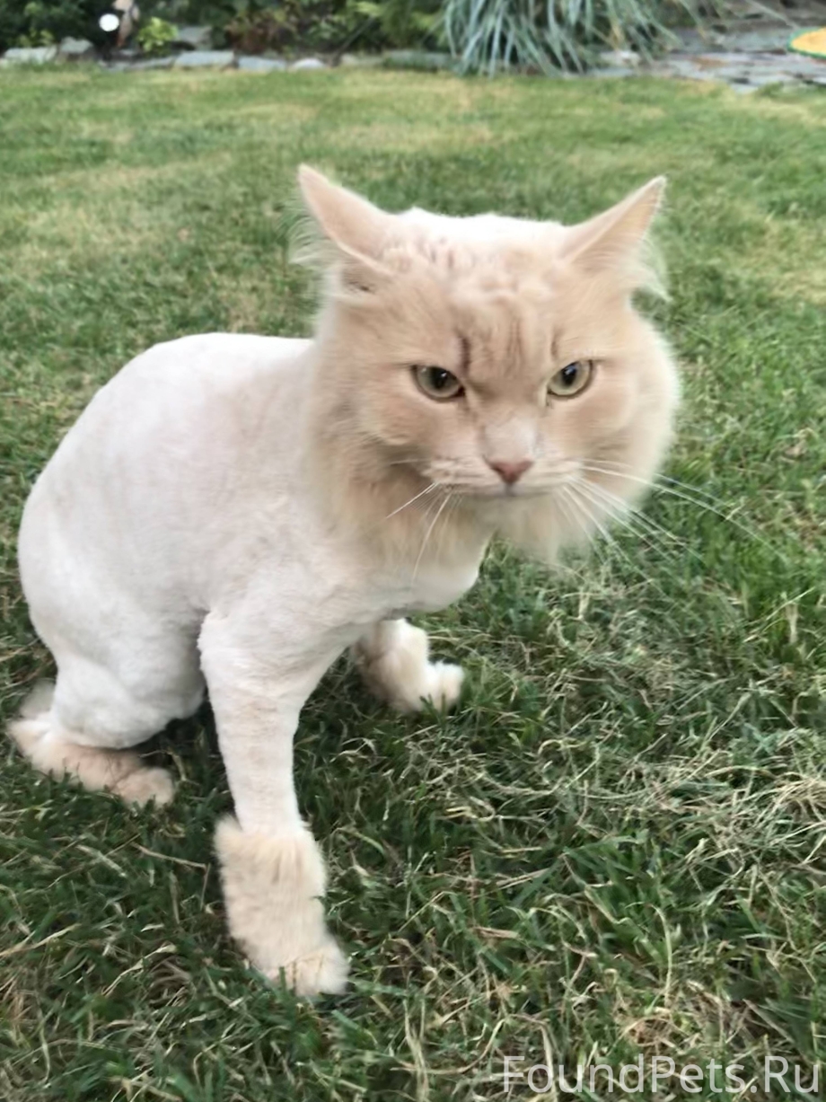 Стрижка скоттиш фолд