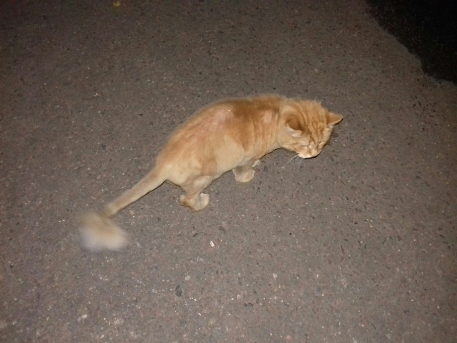 Кошка с ирокезом