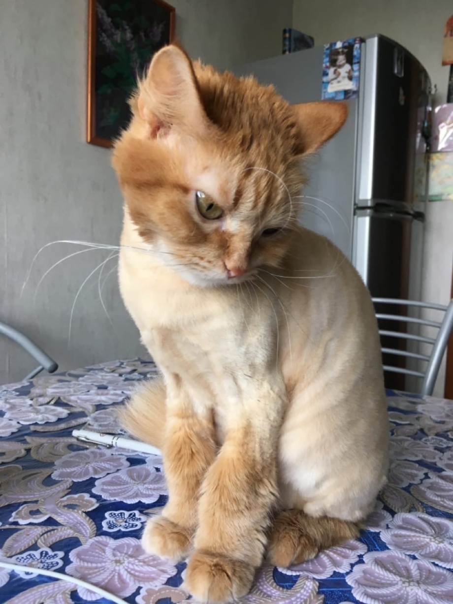 Стрижка рыжего кота