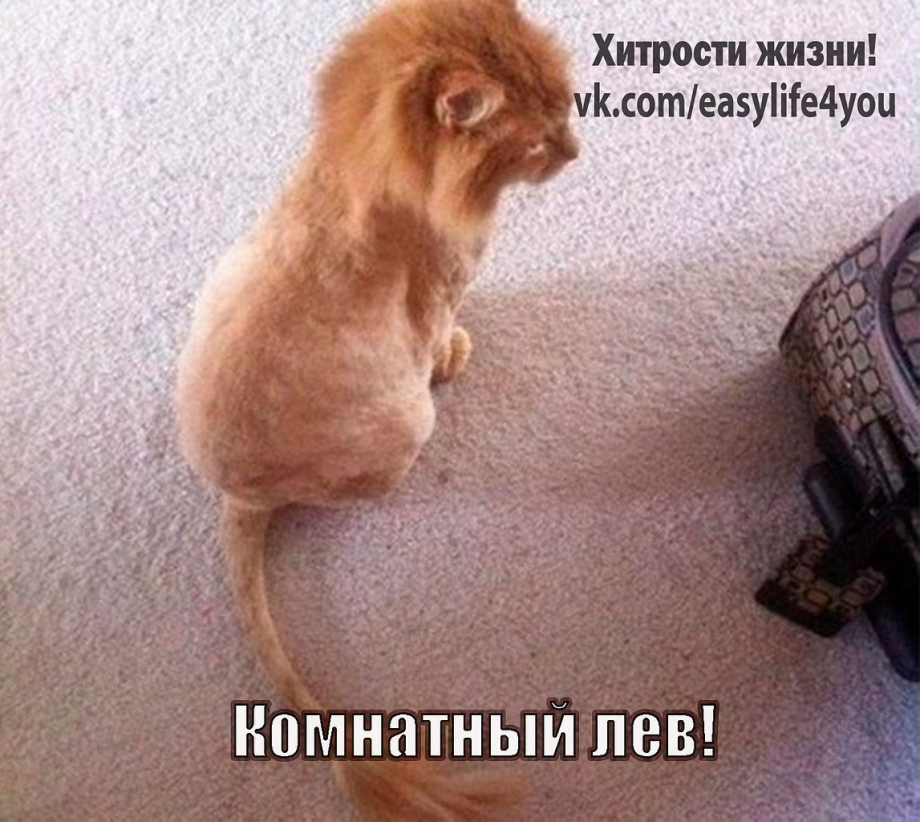 Стрижка кота под Льва