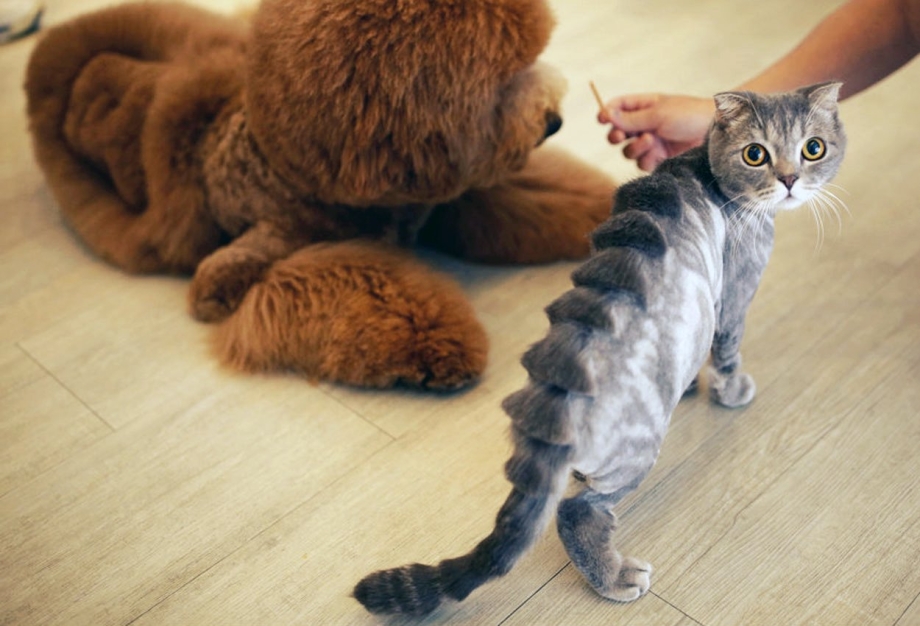 Подстриженный рыжий котёнок