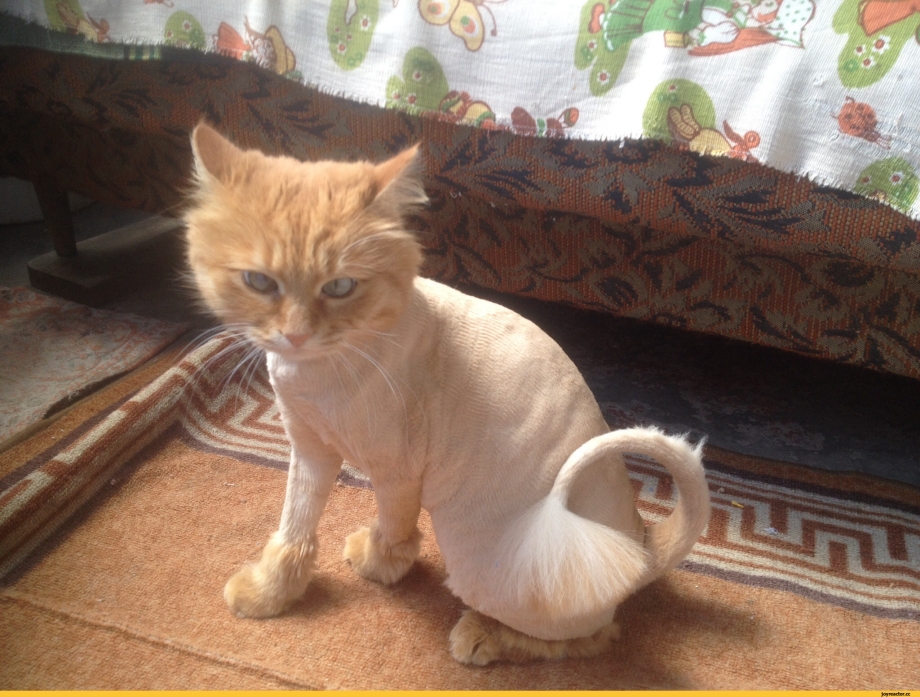 Постриженный рыдий кот
