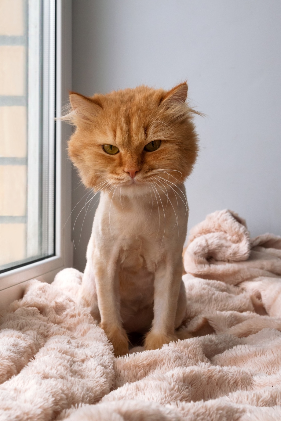 Подстриженный кот сидит
