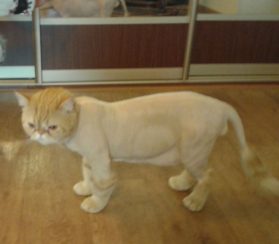 Шотландский кот стрижка под Льва