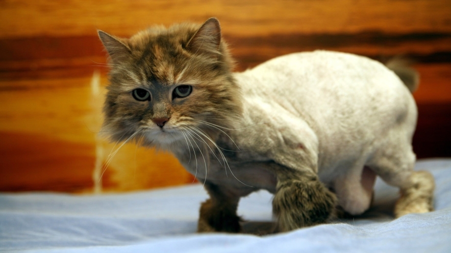 Статные коты