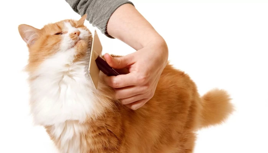 Уход за кошкой