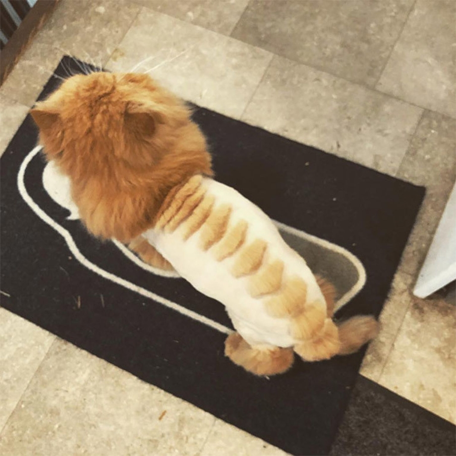 Стрижка кота под дракона