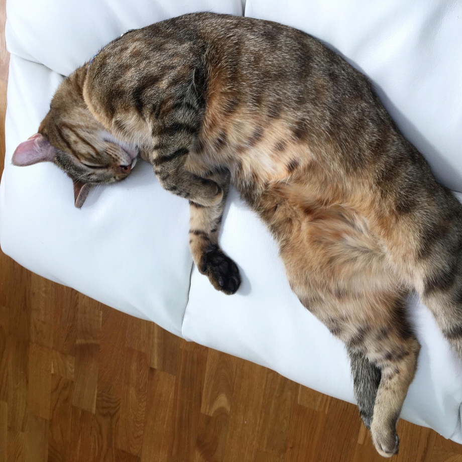 Чёрная кошка кормит котят