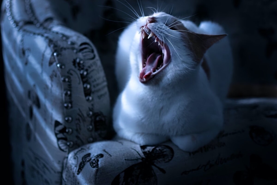 Новорожденный котенок рисунок
