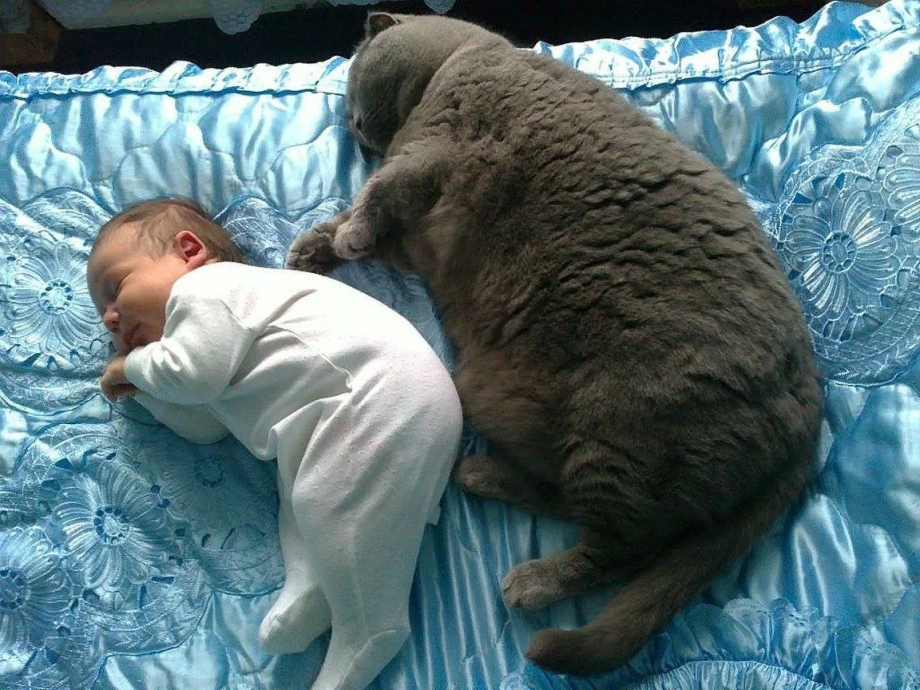 Кот лежит