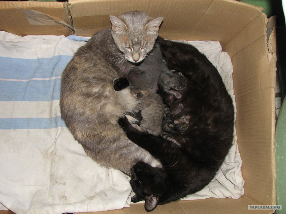 Мама кормит котенка