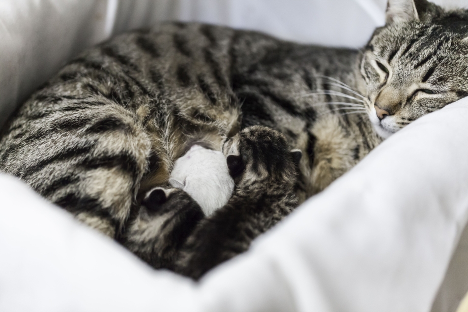 Беременные котики