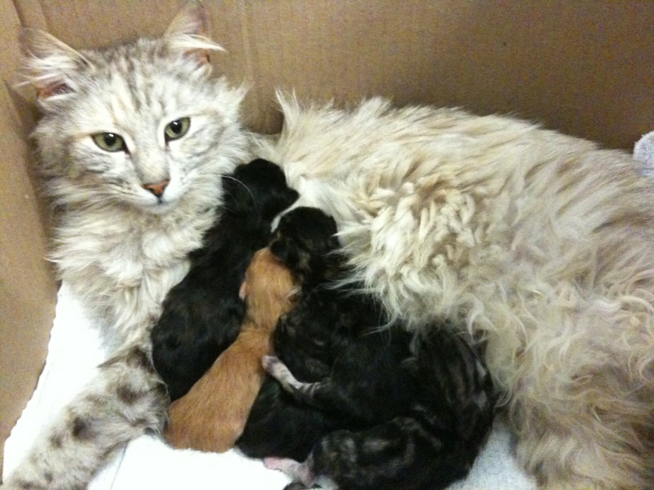 Кошка родившая 10 котят