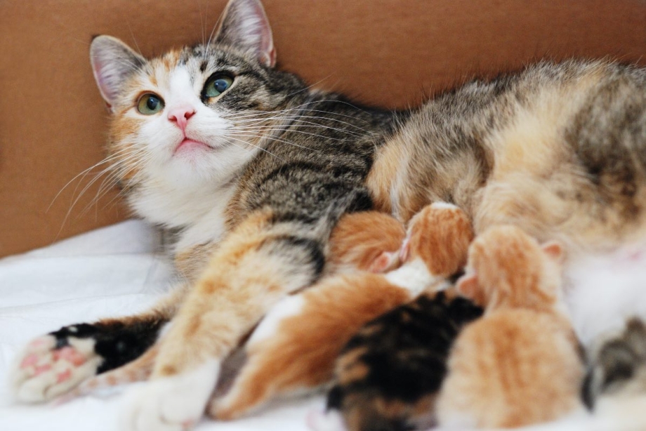 Сон кошка родила котят